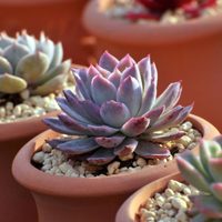 Suculentas tipo árboles que son hermosas para tener en casa y muy fáciles de cuidar