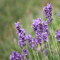 El truco de los viveros para reproducir tu planta de Lavanda y tener muchas más esta primavera