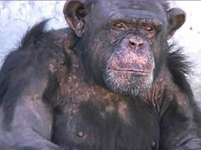 Otro habeas corpus para que trasladen al chimpancé Toti a un Santuario