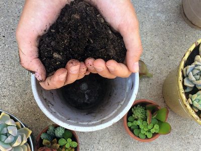 Suculentas: cuál es el mejor abono casero para que crezcan lindas y fuertes