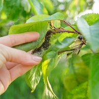 Eliminá en pocos minutos todas las plagas de tus plantas con 3 poderosos ingredientes que tenés en casa