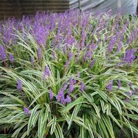 La hermosa planta que se usa en paisajismo y que podés tener para embellecer tu jardín: mirá cómo cuidarla