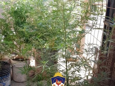 En barrio Confluencia secuestraron una tumbera y varias plantas de cannabis sativa