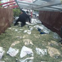 Jalisco: hallan nueve toneladas de precursores químicos ocultos entre pacas de alfalfa