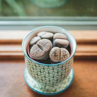 Una piedra viviente: el cactus más raro y exótico que es ideal para darle glam a tu hogar