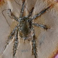 Descubren arácnido que vivió hace 308 millones de años