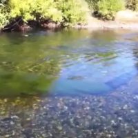 El río Chimehuín, símbolo de Junín de los Andes, enfrenta niveles críticos de contaminación