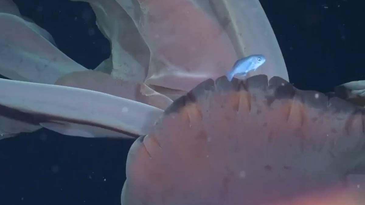 Encontraron una medusa gigante en el Mar Argentino