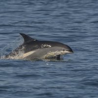 Hallan los restos mutilados de un delfín en playa de Nueva Jersey