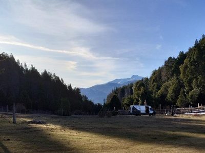 Denuncian a funcionarios de Parques Nacionales por tala clandestina de especies protegidas