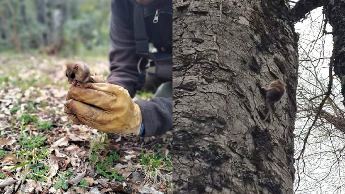 El Monito del Monte fue detectado en el Parque Nacional Lanín. Fuente: (Facebook)