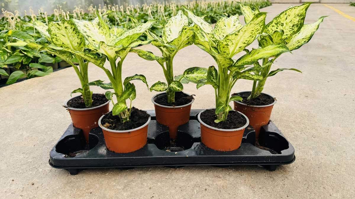 Plantas. Fuente: (X)