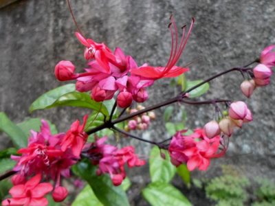 La planta que crece rapidísimo y regala flores hermosas con solo dos ingredientes naturales