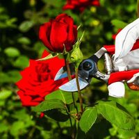 Cómo podar tus rosas y no fallar en el intento: el truco de los jardineros para revitalizar esta codiciada planta