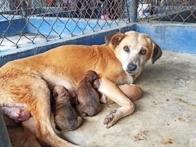 Activistas liberan animales que iban a ser sacrificados en Mérida