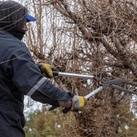 Un especialista en jardinería criticó el estado del arbolado urbano de Neuquén