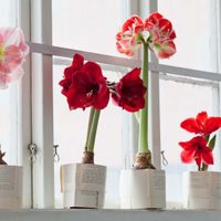 Es pequeña y de fácil mantenimiento: la planta que decora cualquier rincón de casa en un segundo