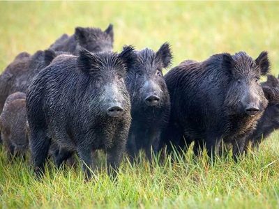 Río Negro: cazadores respaldan nuevas trampas para controlar jabalíes, pero advierten que no son la solución definitiva
