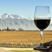 El vino es una de las bebidas con alcohol más consumidas en Argentina