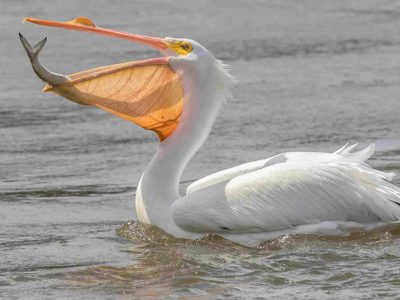 Curiosidades del pelícano, el pájaro que se destaca por sus dotes de pescador