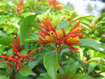 La valiosísima planta que pocos conocen y que calma múltiples dolores del cuerpo