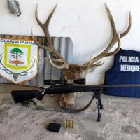 Demoraron a seis cazadores furtivos y secuestraron carne y armas ilegales en Villa Traful