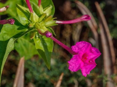 No la arranques: la planta a la que muchos le hacen mala fama pero esconde un verdadero tesoro para tu jardín