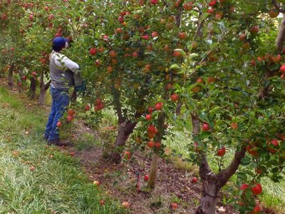 Neuquén busca en el desarrollo de la agricultura un complemento para Vaca Muerta