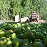 Sector frutícola: qué sucederá con los trabajadores golondrinas que lleguen a Neuquén
