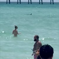 Advierten sobre tiburones en playas de Florida tras ataques recientes