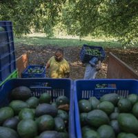 Activistas ambientales apuntan al aguacate mexicano