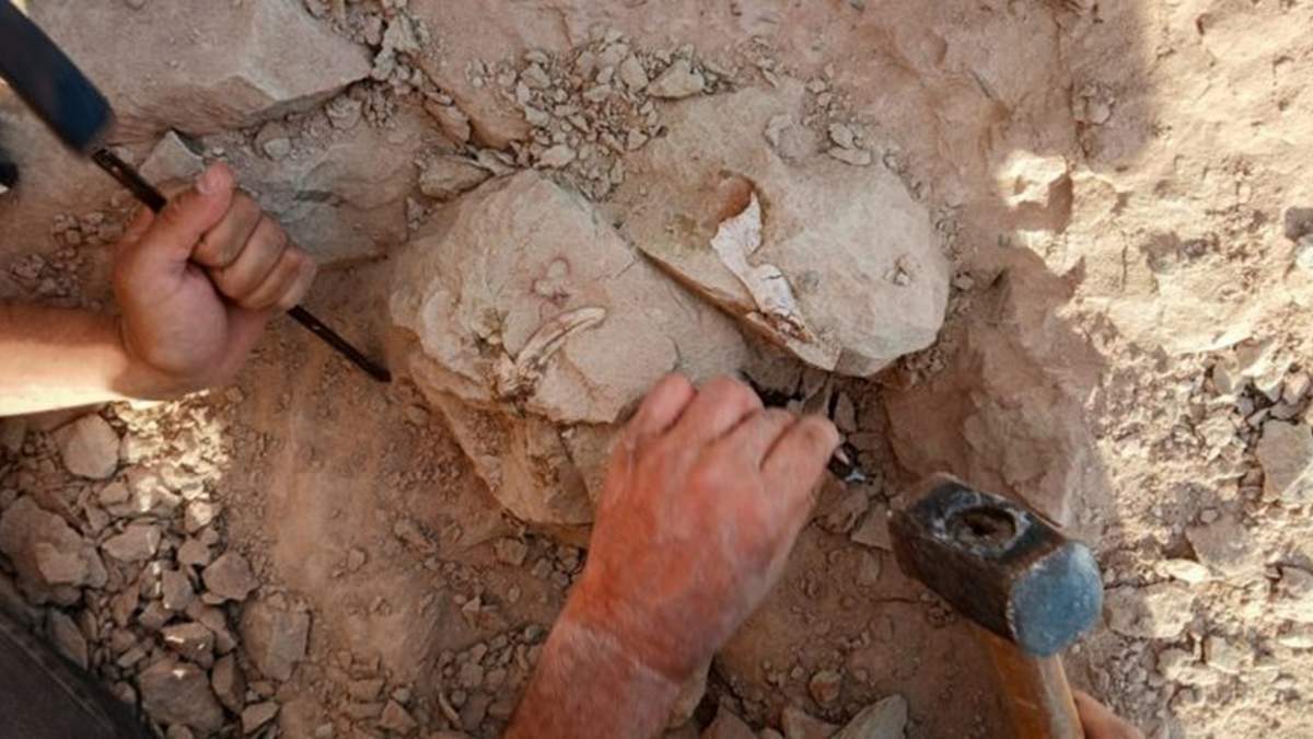 Científicos del CONICET realizarán prospecciones cerca de General Roca (Río Negro), en el yacimiento que dio el material más valioso conocido para fines de la Era de Los Dinosaurios en Patagonia