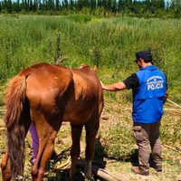 Encontraron caballos abandonados y en mal estado en una chacra deshabitada