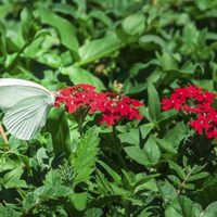 Un espectáculo de la naturaleza: invasión de insectos en Santiago del Estero