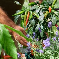 Conocé las plantas comestibles que son perfectas para sembrar en tu huerta durante este Otoño