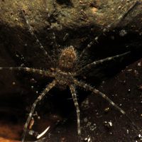 Descubrieron que una araña se protege con burbujas de aire para pasar mucho tiempo bajo el agua