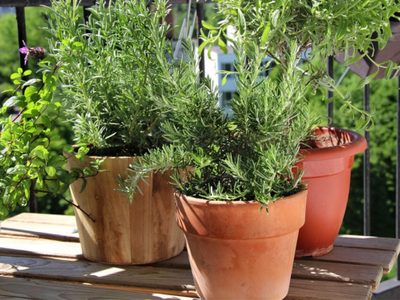 Cómo propagar y cultivar tu Romero de forma fácil y con un sencillo truco