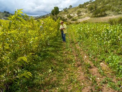 Casi 100 organizaciones demandan fortalecer el presupuesto ambiental 2026