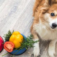 Económico y fácil: 5 alimentos que están en tu heladera y que mejoran la vida de tu perro