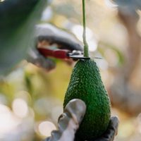 El secreto de los jardineros para que tu árbol dé palta germine y de frutos a los 2 años