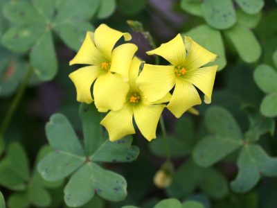 Falso trébol: la planta que abunda en tu jardín y que tiene mucho valor sin que lo supieras