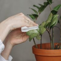 4 cosas que podés hacer para proteger a las plantas de la plaga que las persigue en otoño