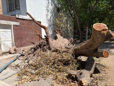"Olvidado" por el municipio: el árbol que bloquea una esquina de Guaymallén desde hace 20 días