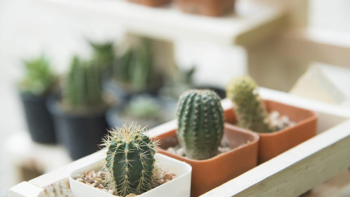 Cactus. Fuente: (Instagram)