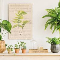 La planta que ayuda a disminuir los niveles de estrés y es muy fácil de conseguir
