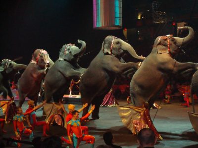 Francia prohibirá los animales salvajes en los circos ambulantes
