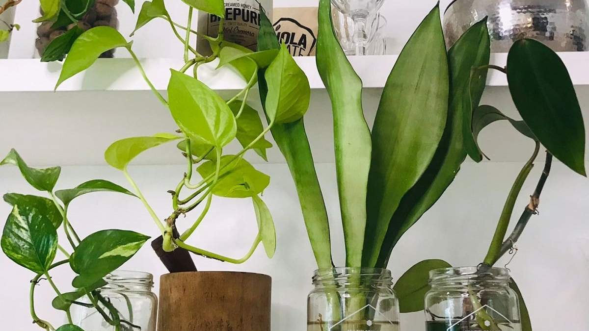 Plantas. Fuente: (X)