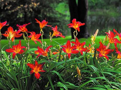 La planta que está hermosa todo el año, crece en cualquier lado y es facilísima de cuidar