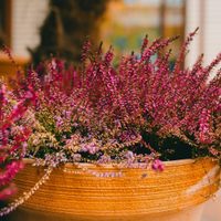 La poderosa planta que quizá no sabías que ayuda a combatir el insomnio y dormir más profundo