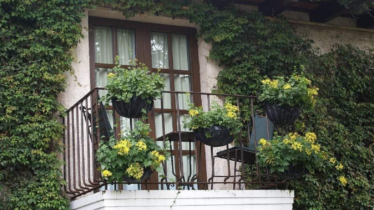 Plantas. Fuente: (X)